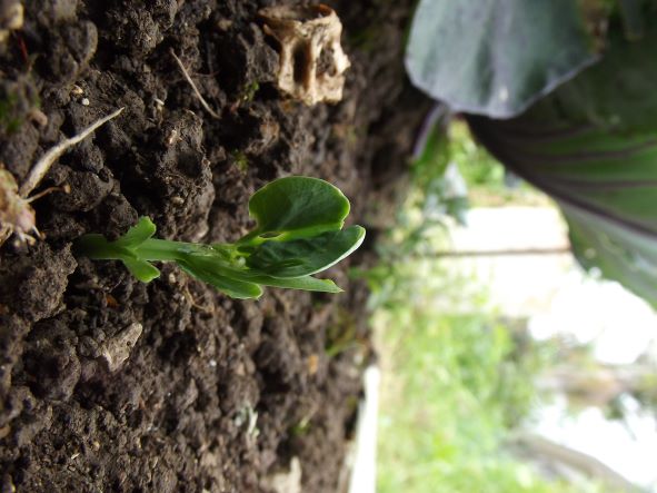 WHOOP WHOOP - PEAS ARE UP!