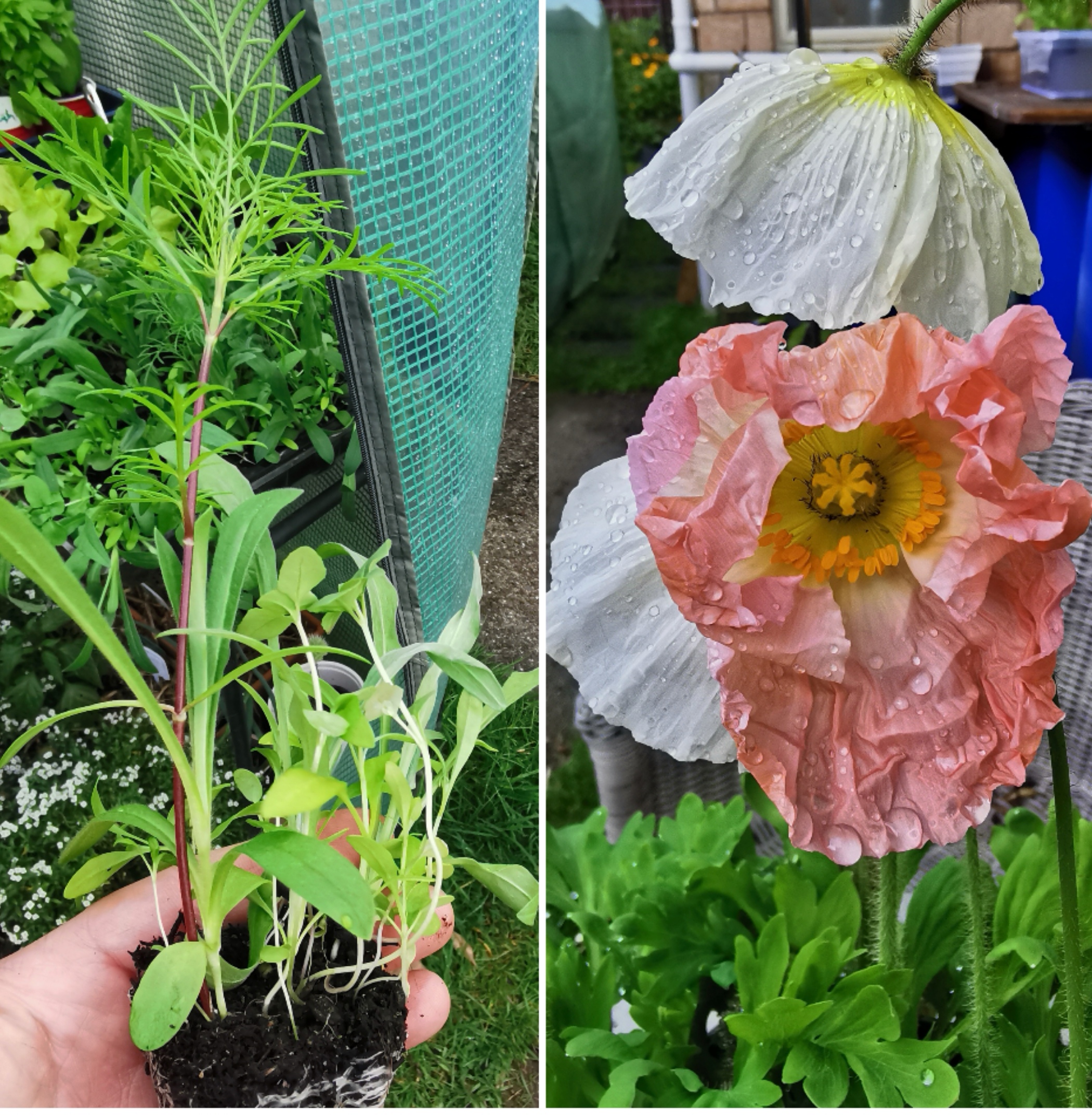 Imposter... Some plantings and neat lawns. 