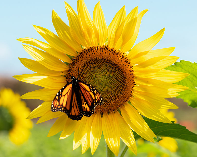 Top 5 Summer Annuals