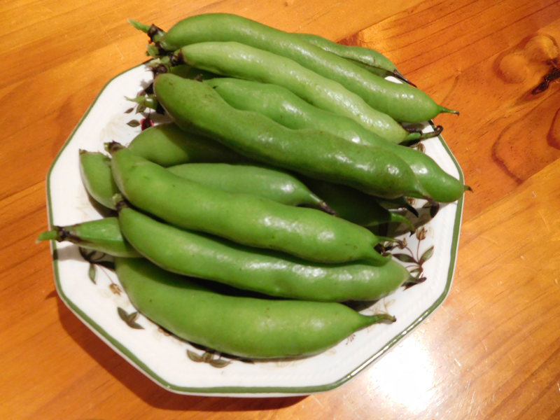 My first broad bean harvest!