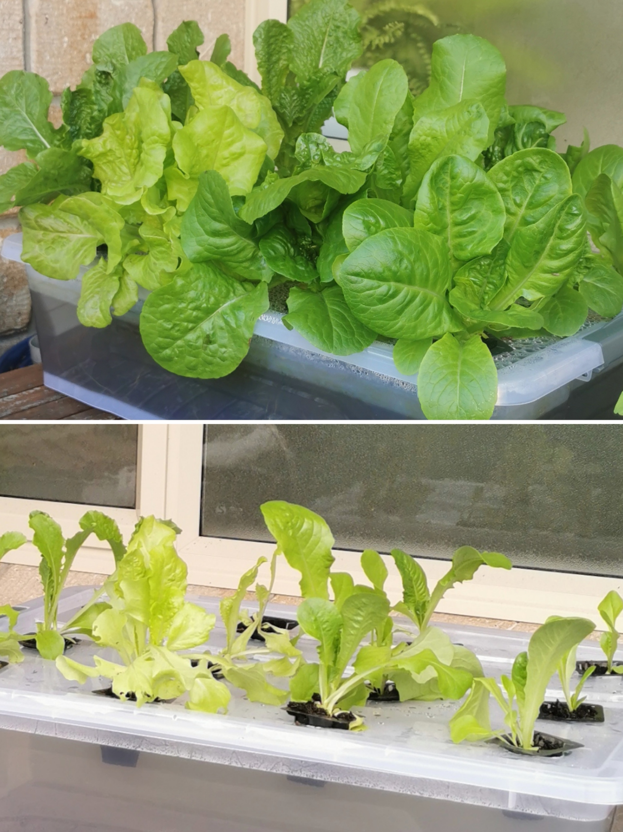 Kratky Lettuce day 20