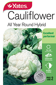 Cauliflower 'All Year Round' Hybrid