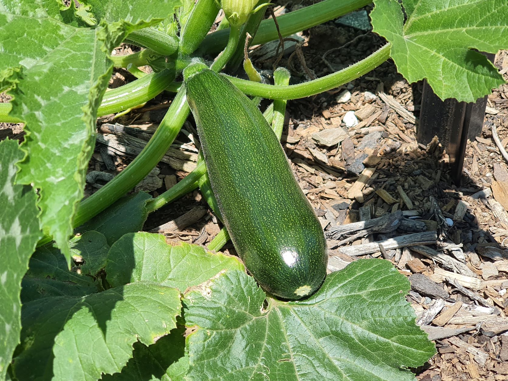 Friday Top Tips – When to harvest