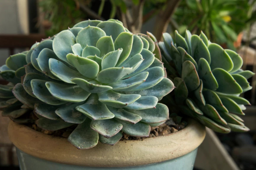 Prtn Succulents Echeveria