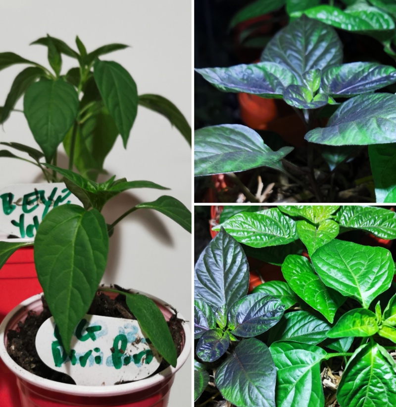 Chillies like buddies too.. Well some do!