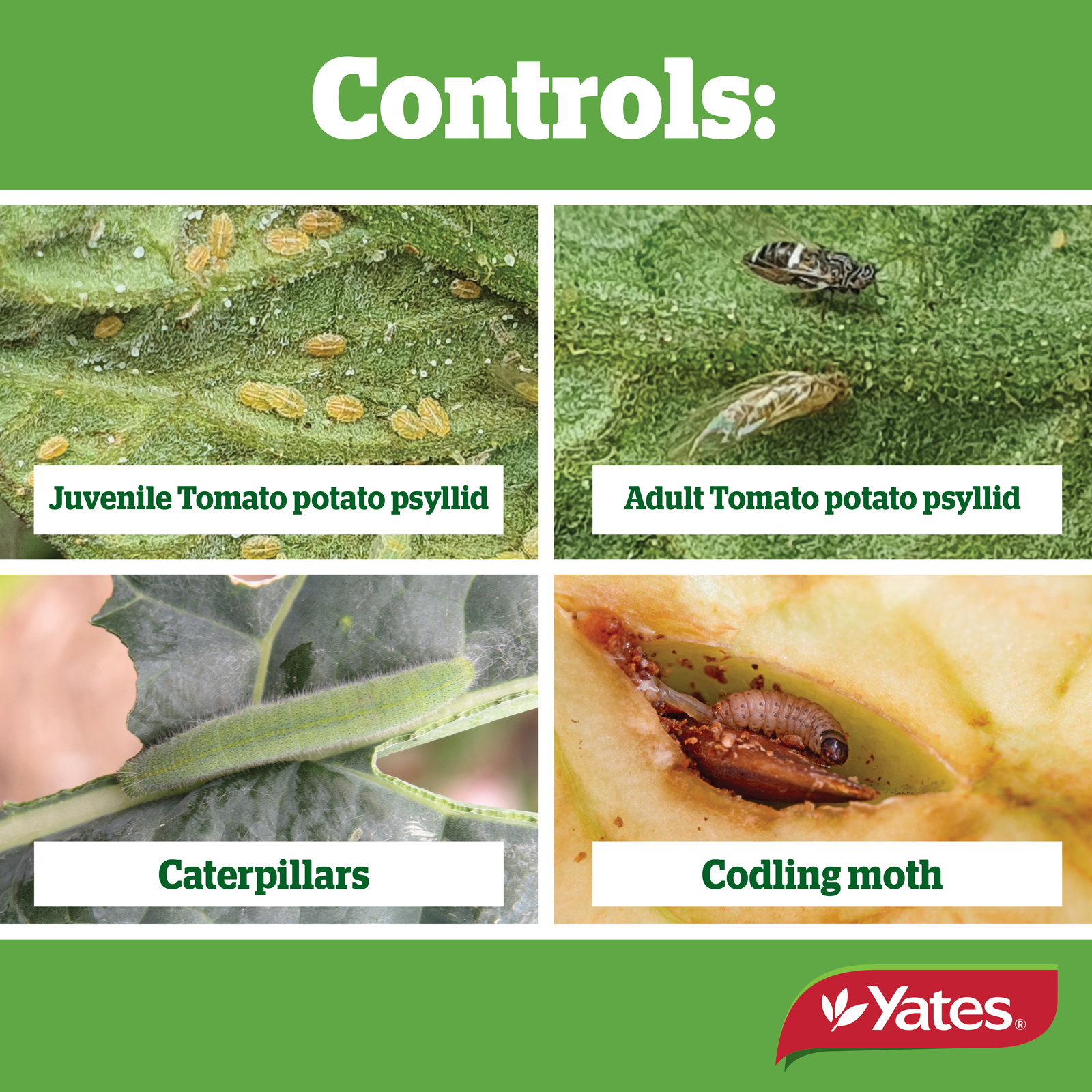 Yates Web Info SUCCESS ULTRA V2 04