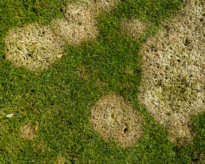 Lawn - Fusarium Patch