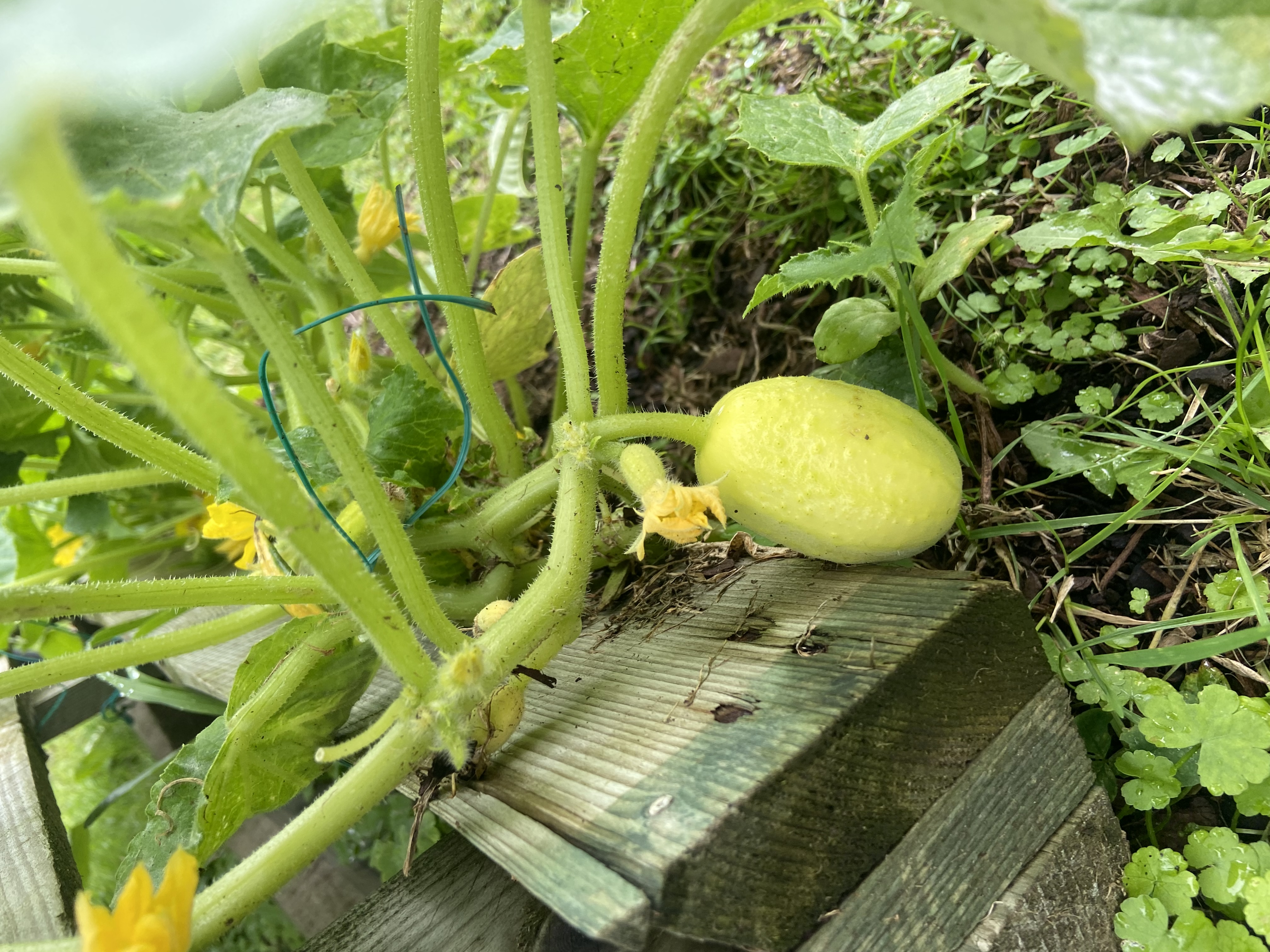 Cucumbers!!
