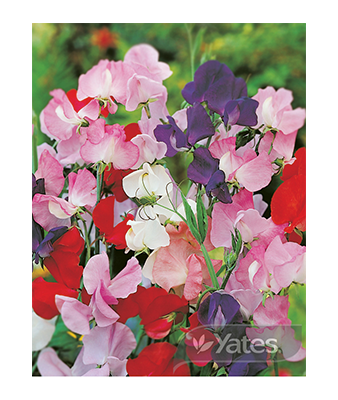 Sweet Pea Colourcade 1 Product