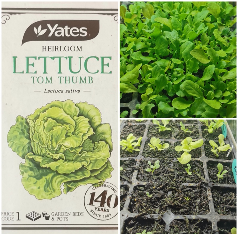 Lettuce talk salad greens. 