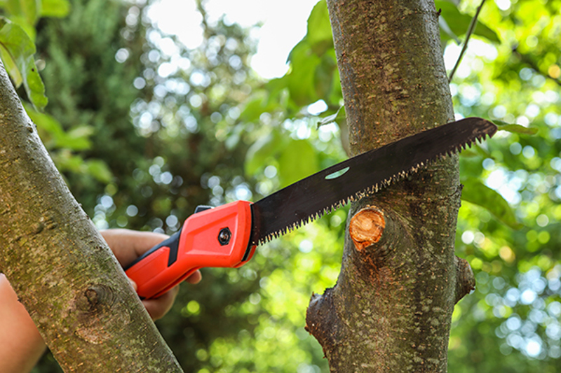 Example of correct cut placement at the branch collar, showing pruning saw.