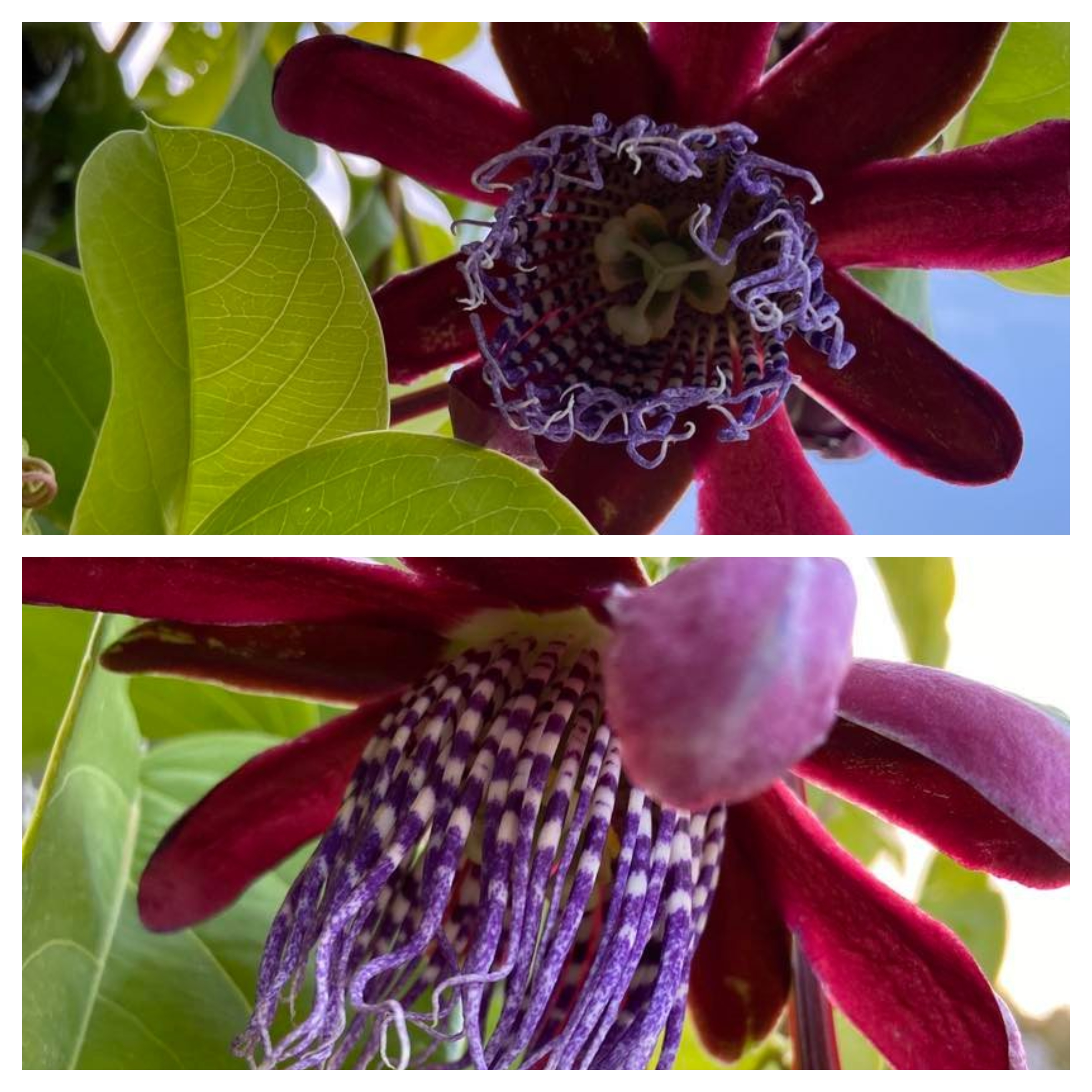 Passiflora Quadrangularis