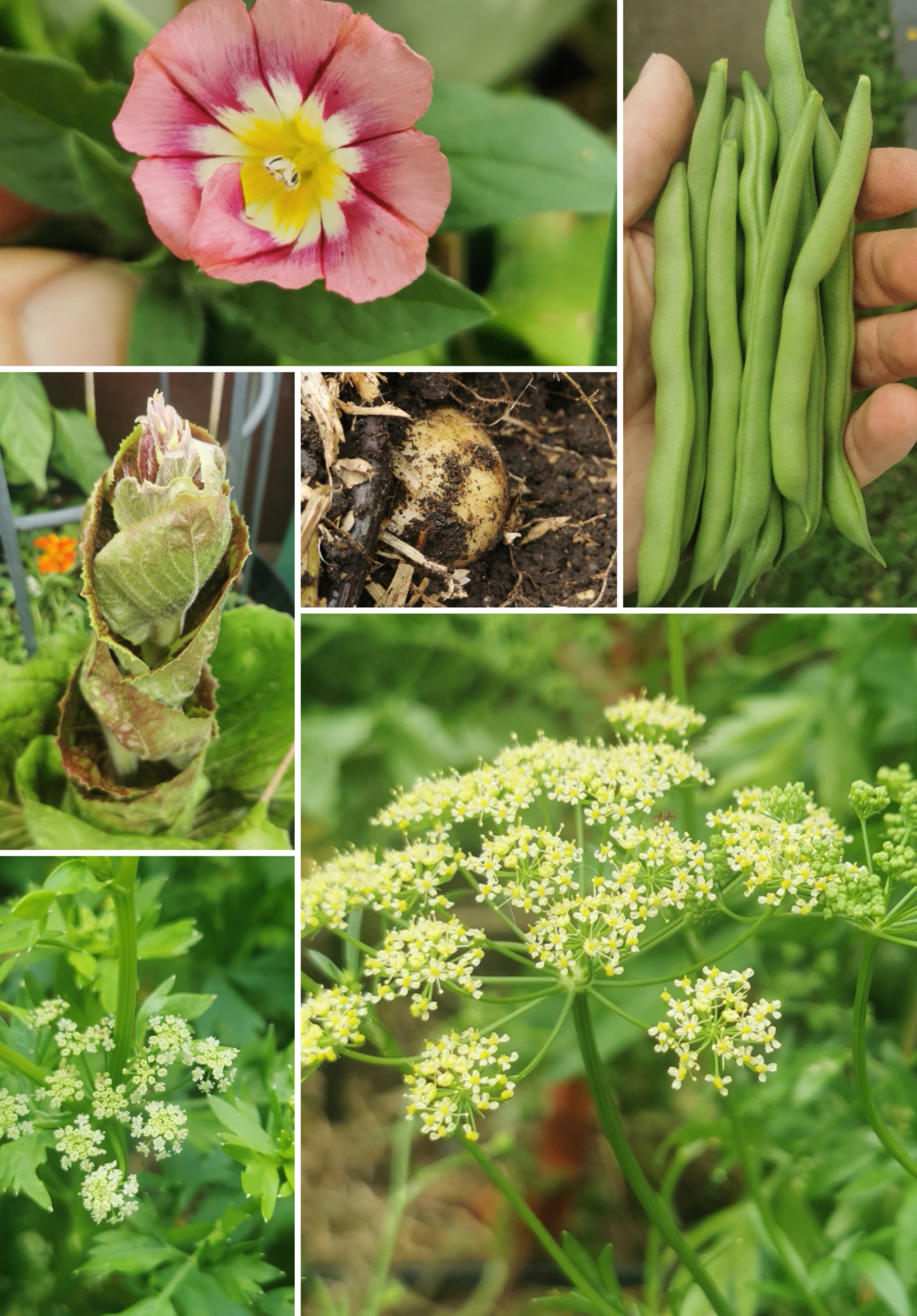 Seeds for new life and Grafting log 3