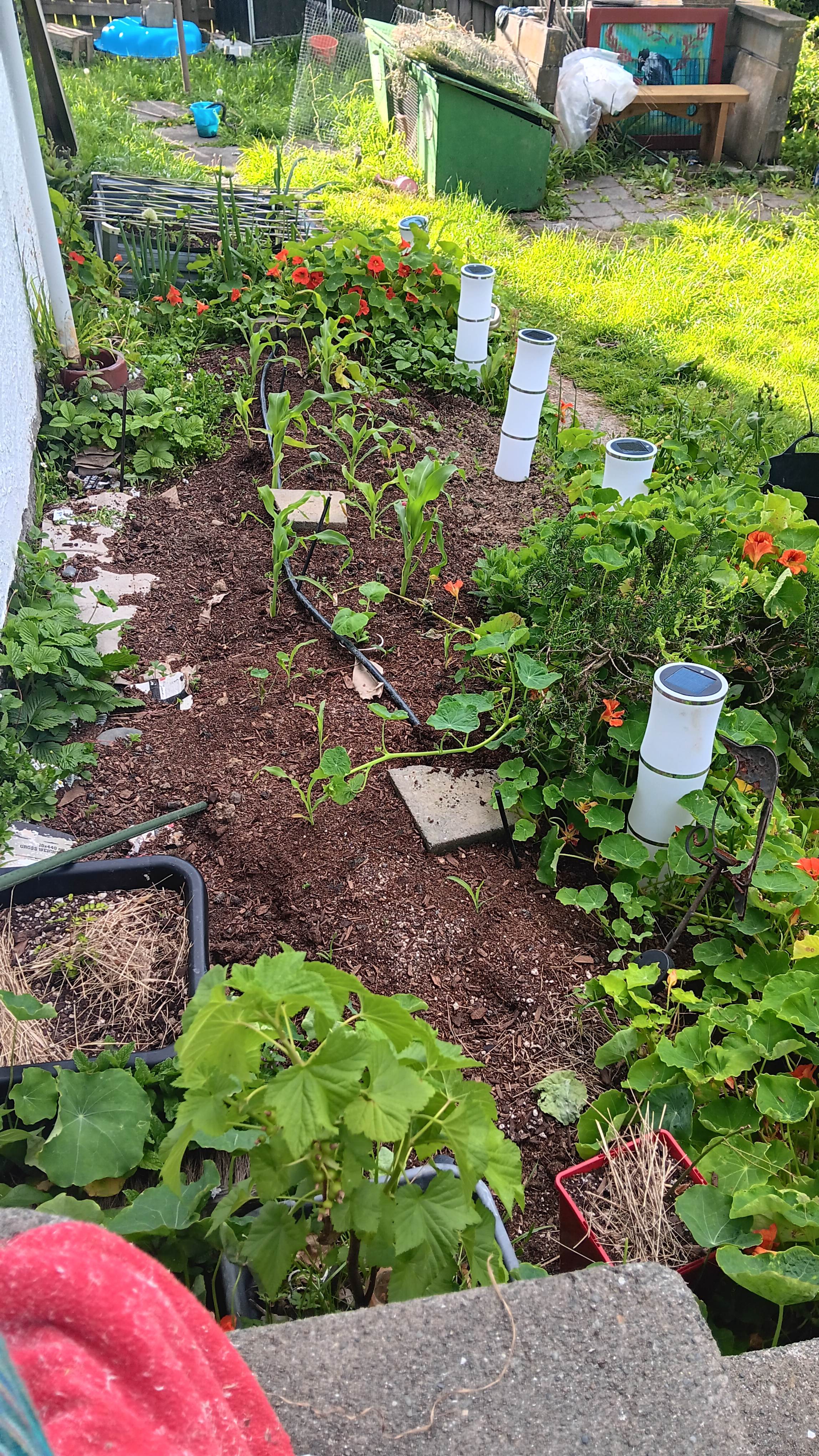 Summer veges starting to go in.