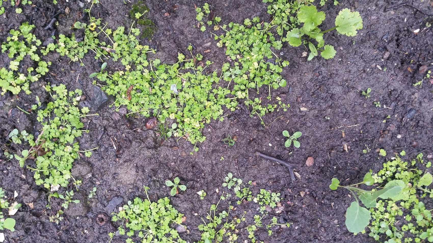 Does anyone know this weed?