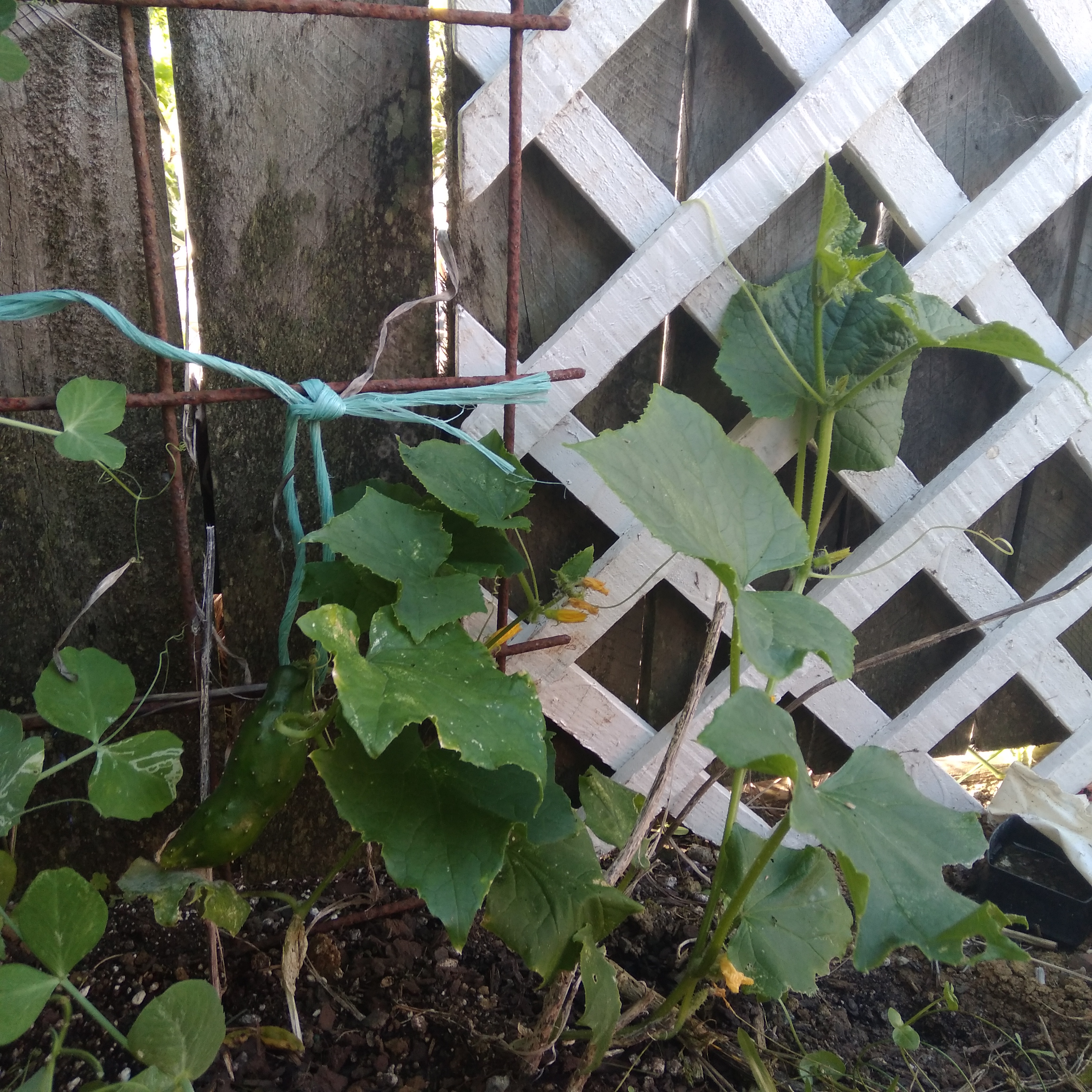 Triffids taking over...