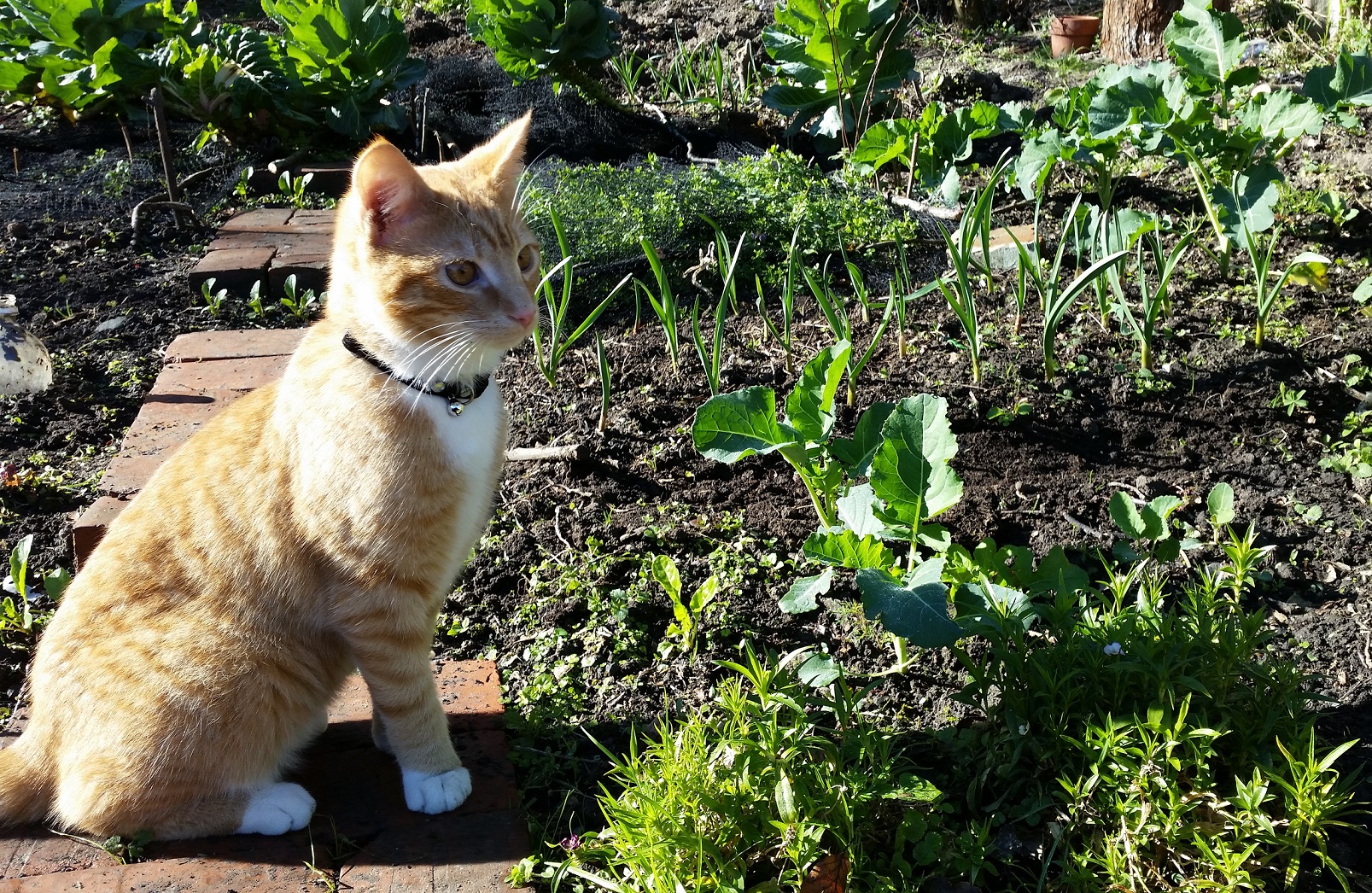 New helper!