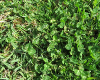 Weed control in lawns