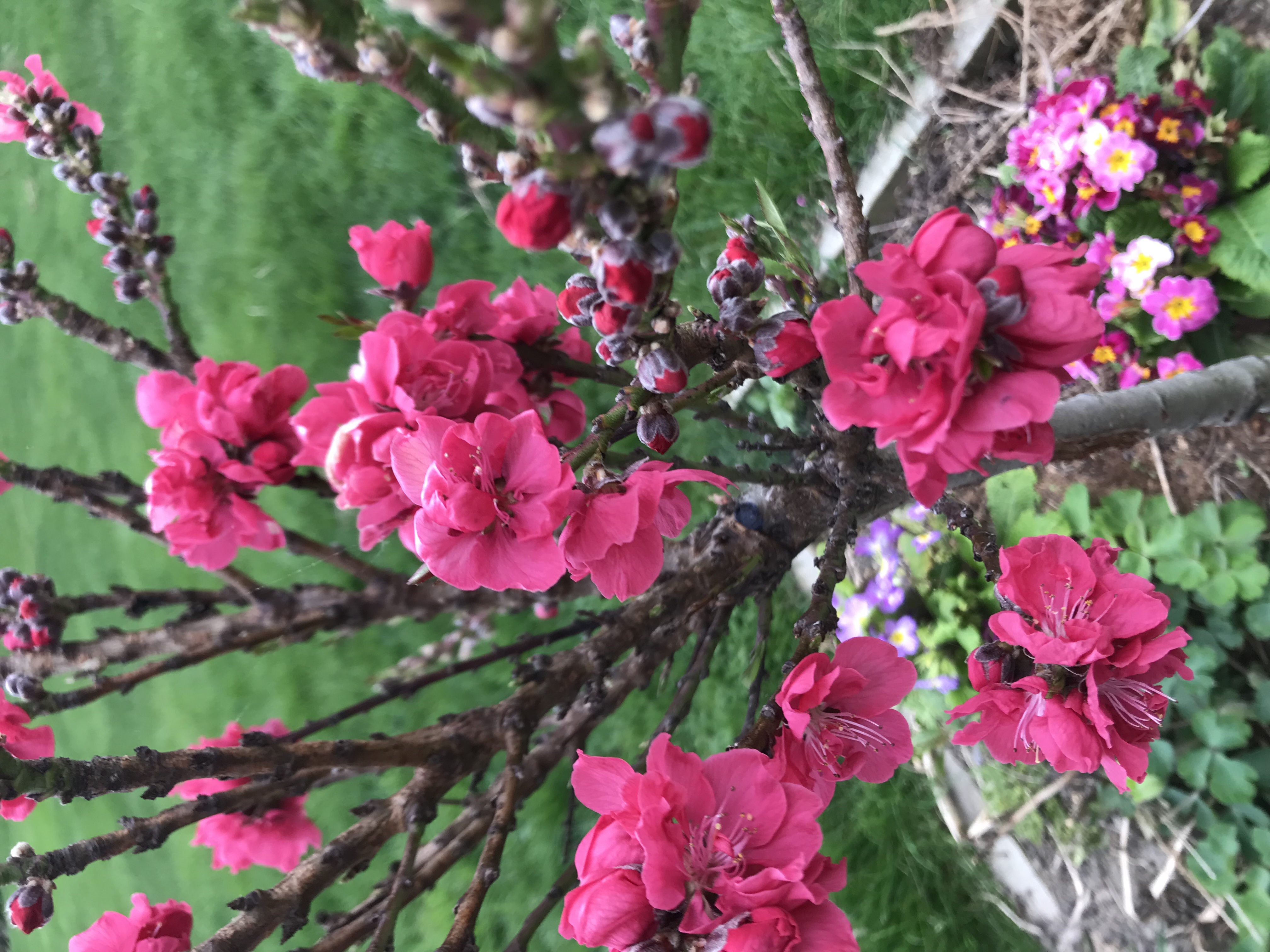 Rose Chiffon dwarf peach blossom 
