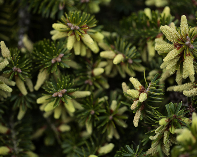 How to grow grand and magnificent Abies | Yates