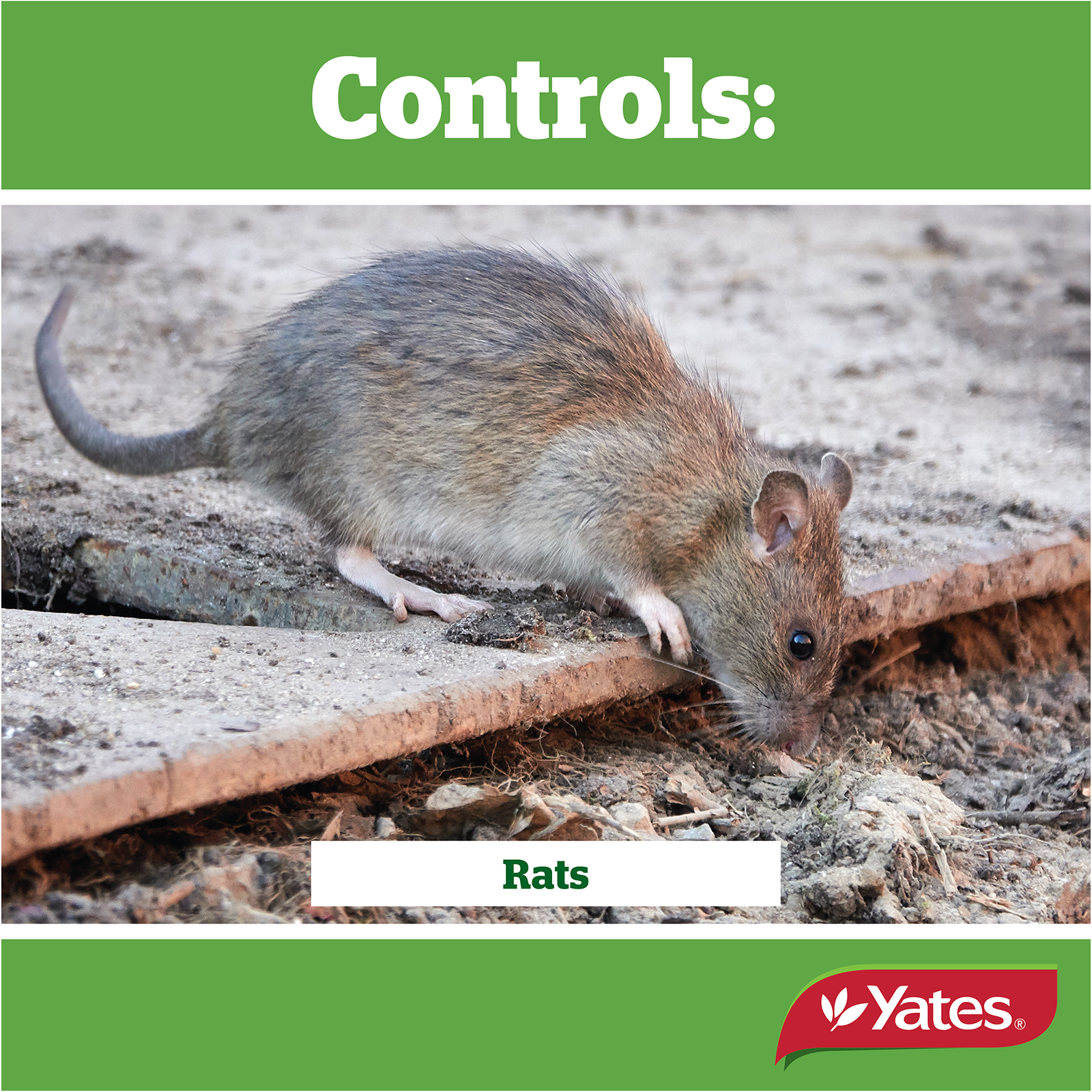 Yates Ratsack Rat Trap 2 04
