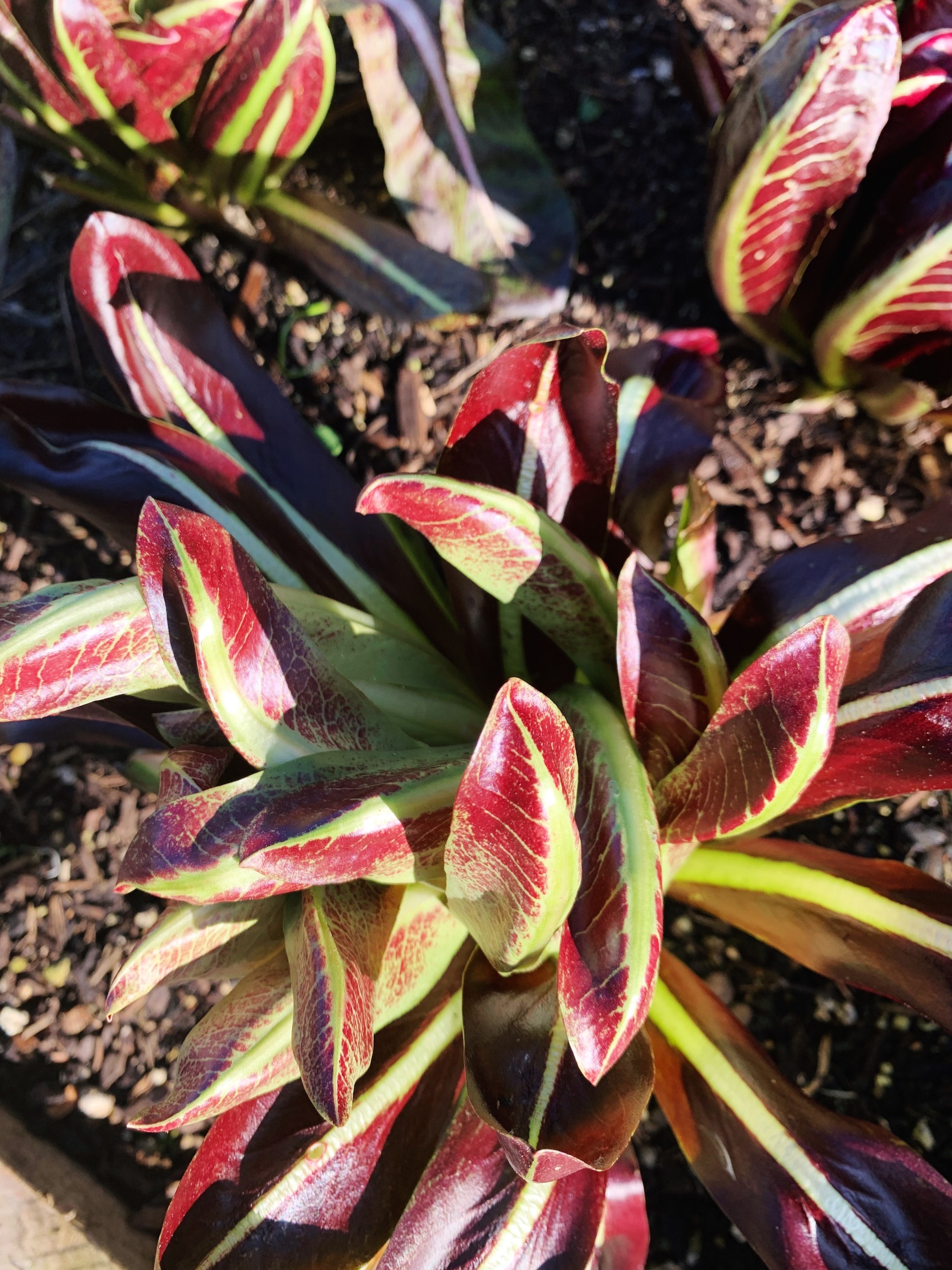 WINTER SALAD STUNNER