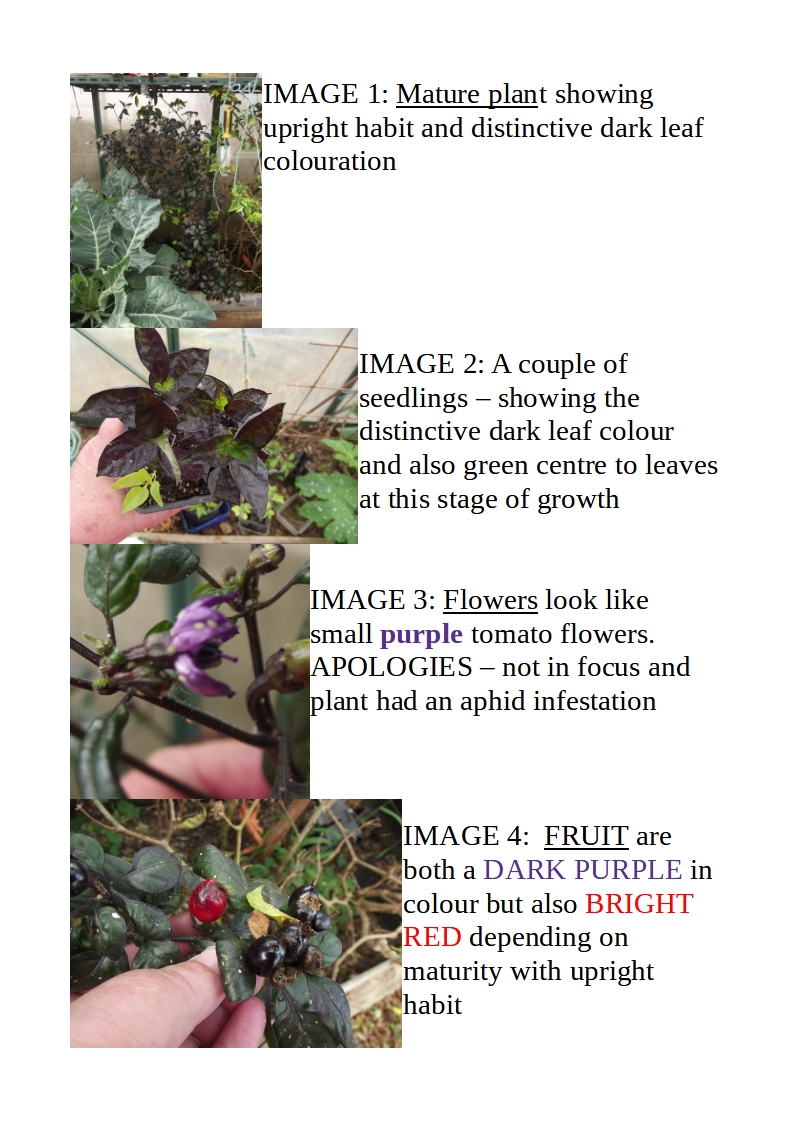 Mystery chilli - fruity but packs a punch!