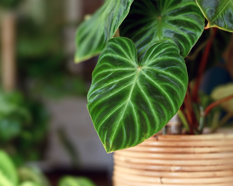 Indoor Plants