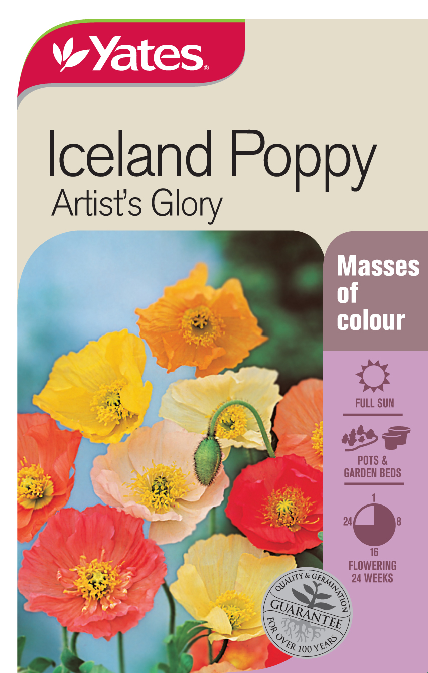 Iceland Poppy 'Artist's Glory'