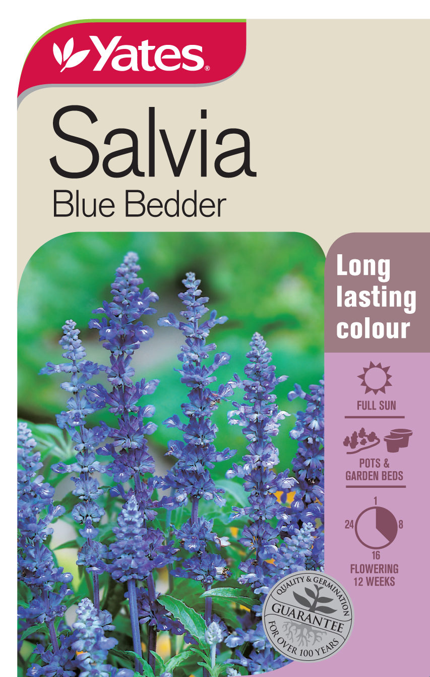 Salvia 'Blue Bedder'