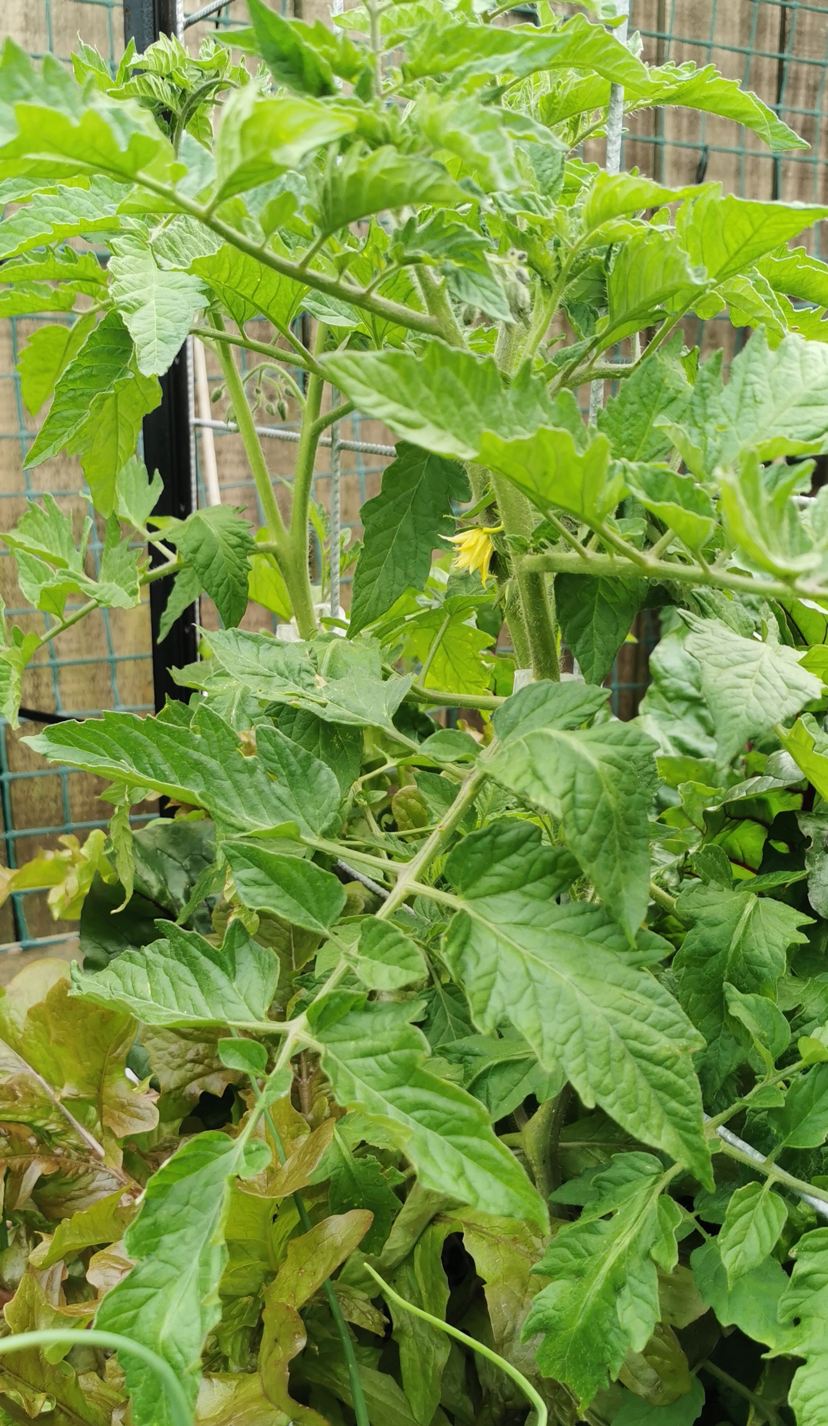  Tomato Chefs Choice Bicolour F1