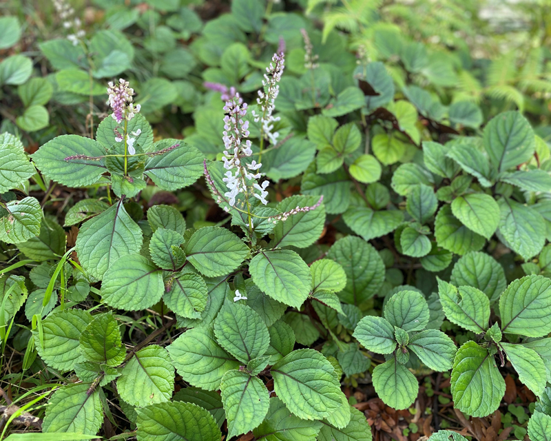 Plectranthus