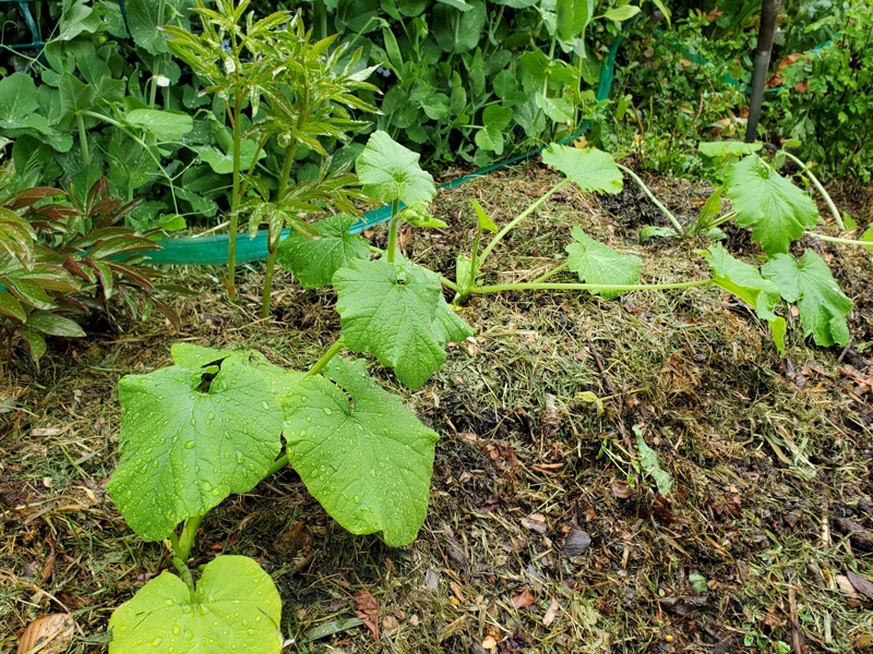 The first cucurbits are out – best of luck to these chaps!