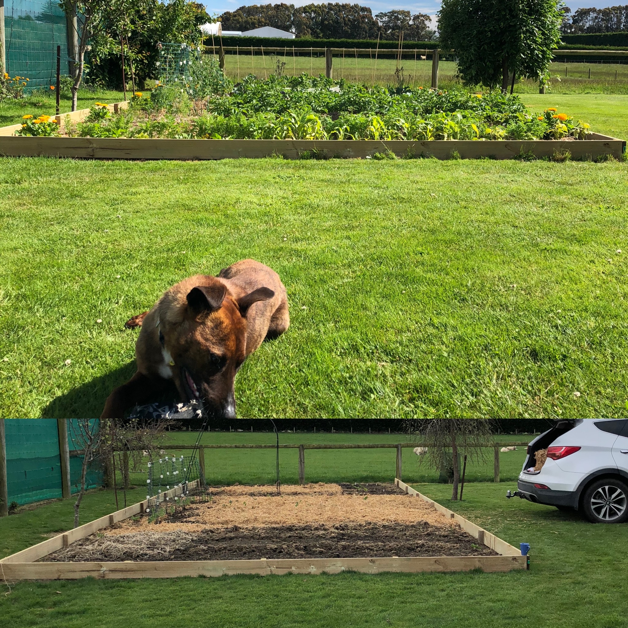 Newest garden update