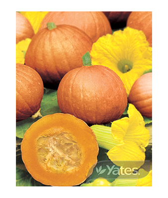 Pumpkin Golden Nuggert Product
