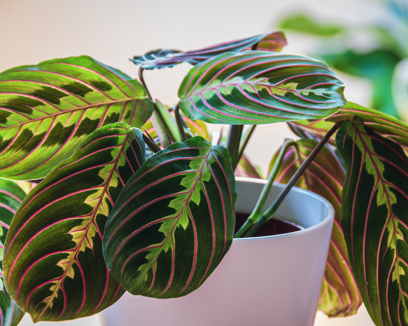 Caring for Indoor Plants