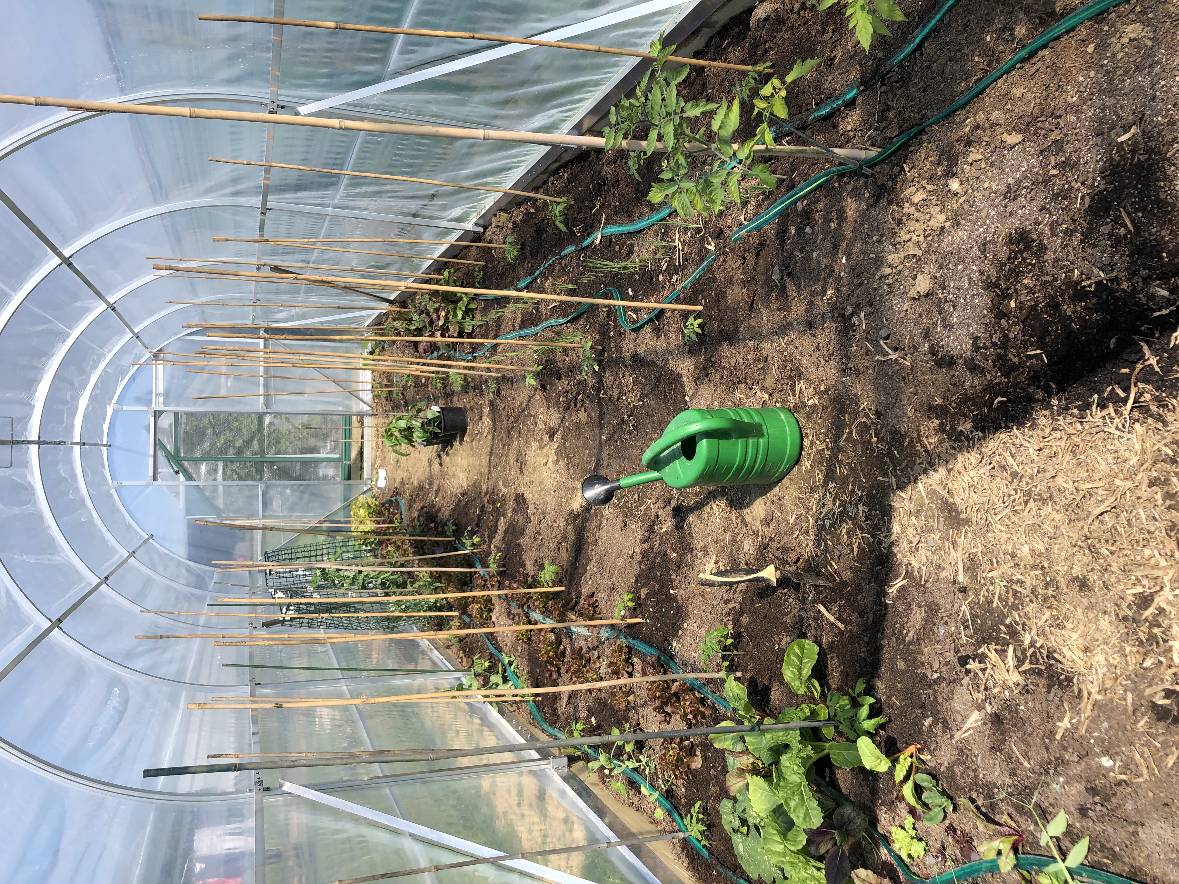 Tunnel houses planted out 