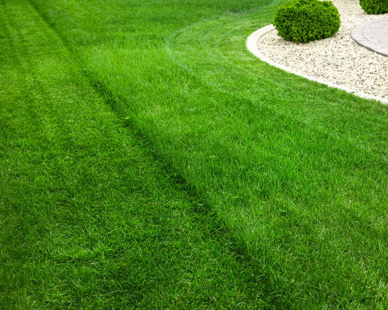 Mowed Lawn Thumb