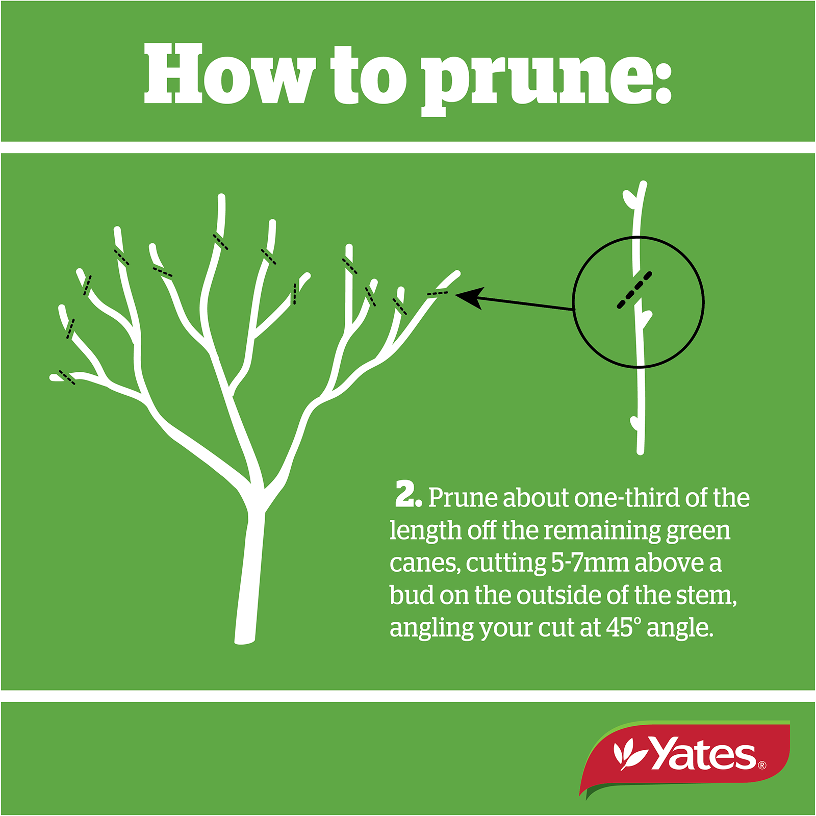 Yates Web Prunetec V1 06