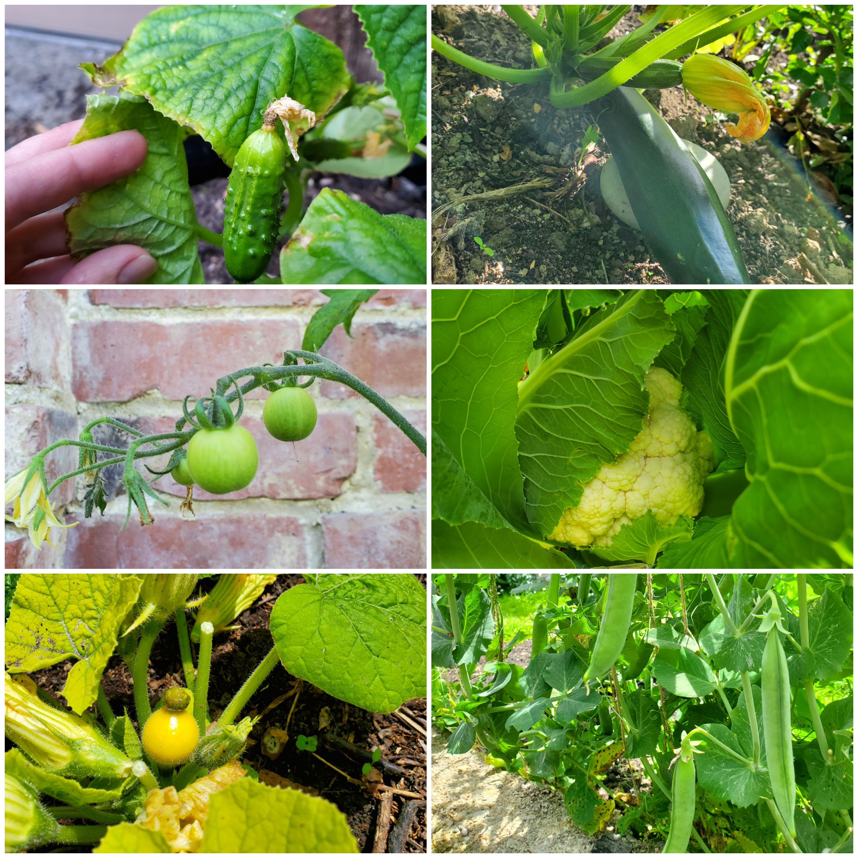 All the little garden babies