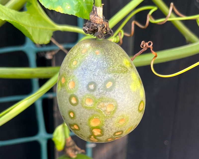 Passionfruit Spots