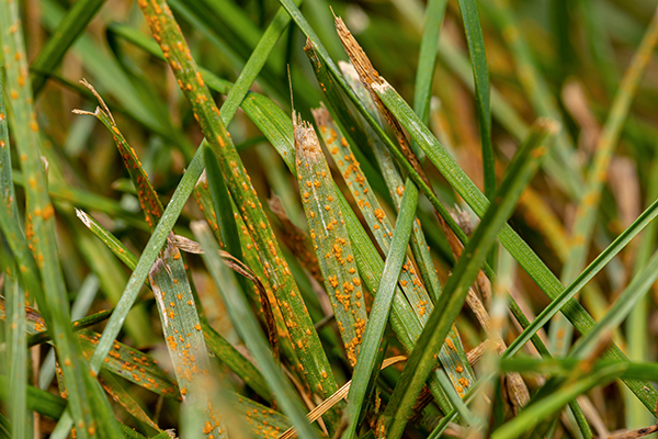 Grass fungus hotsell