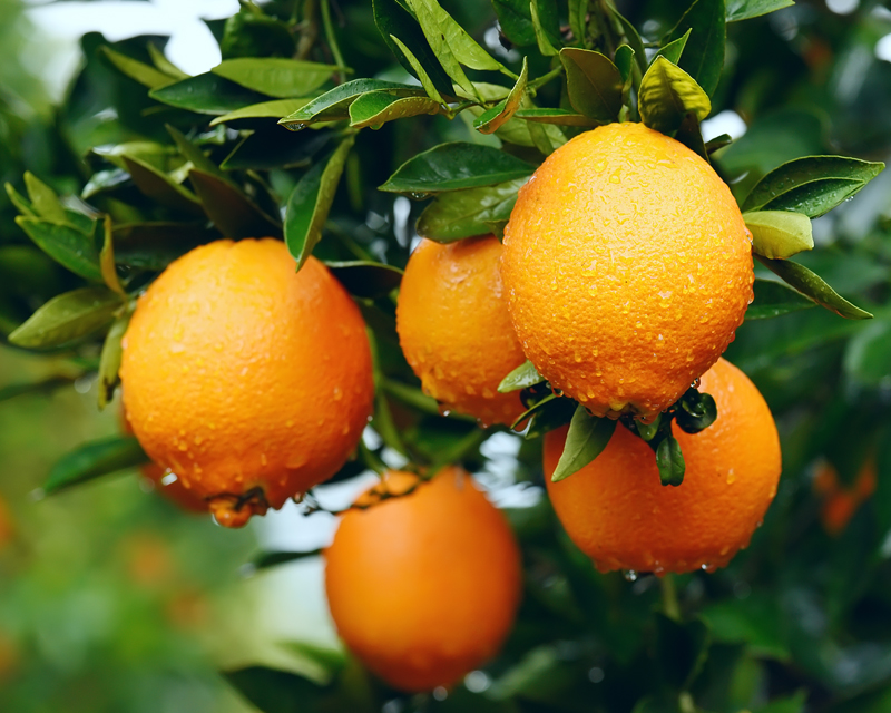 Oranges In Rain Thumb