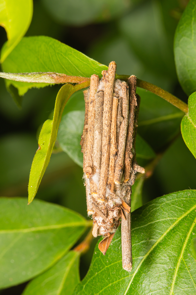 common-problems-case-moth