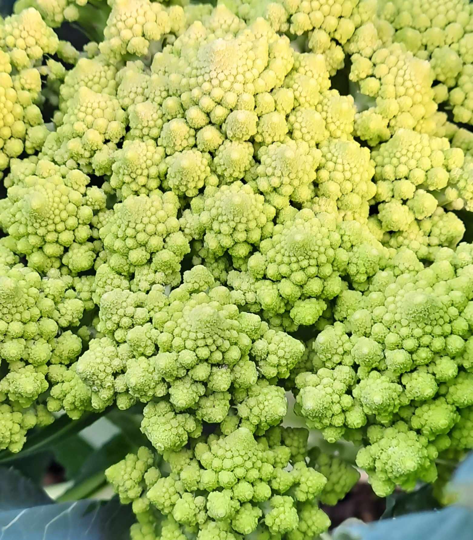 Learning to Love the Scraps