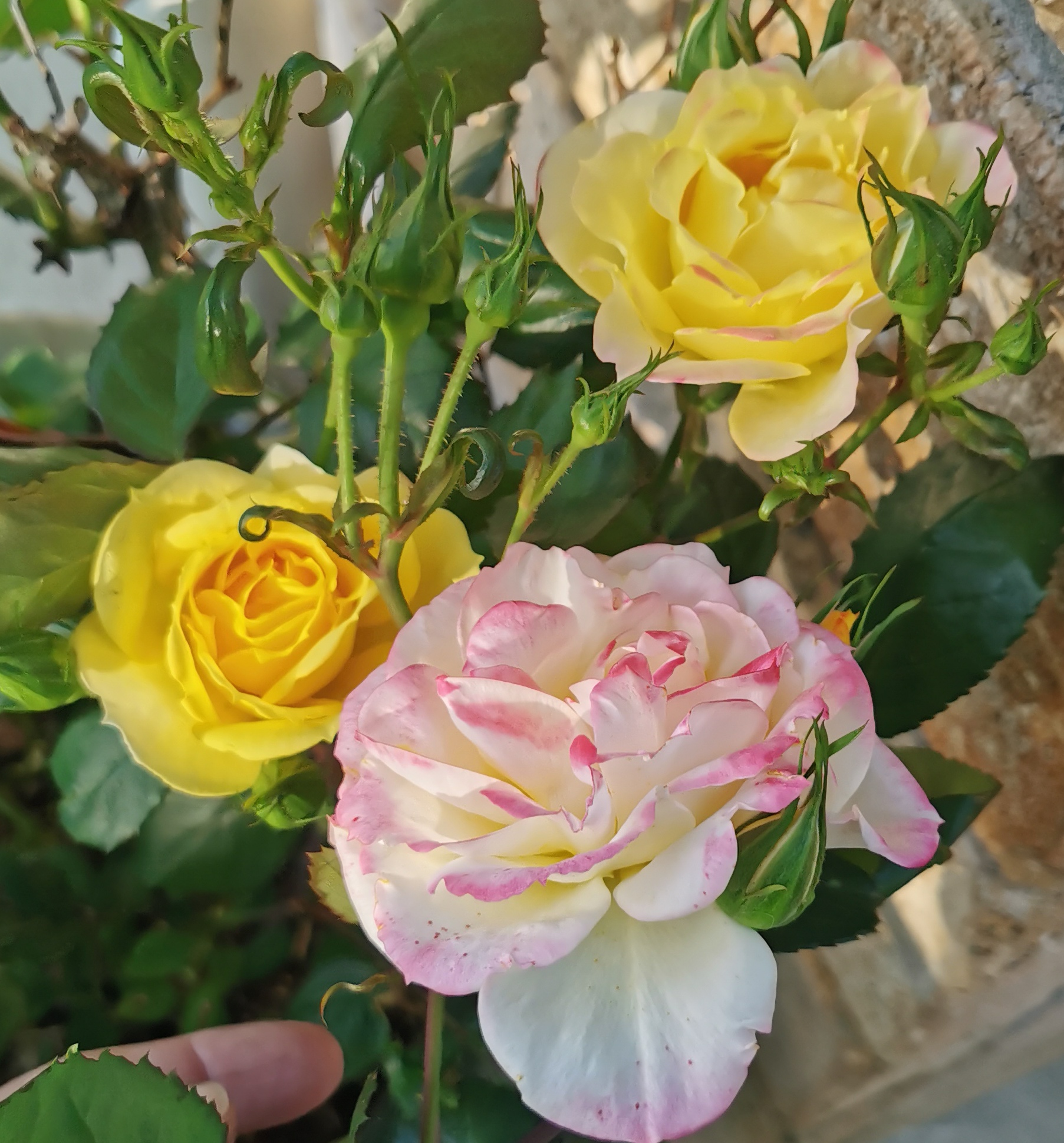 Chamelion changes it's colour 4