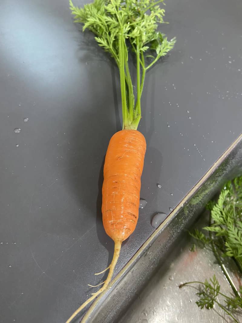 Officially the best carrot I have ever grown!