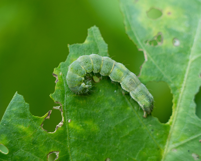 White Butterfly Caterpillar Thumb