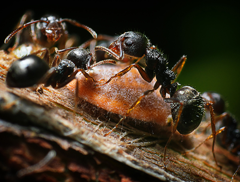 Ants 'farming' a scale insect for honeydew.