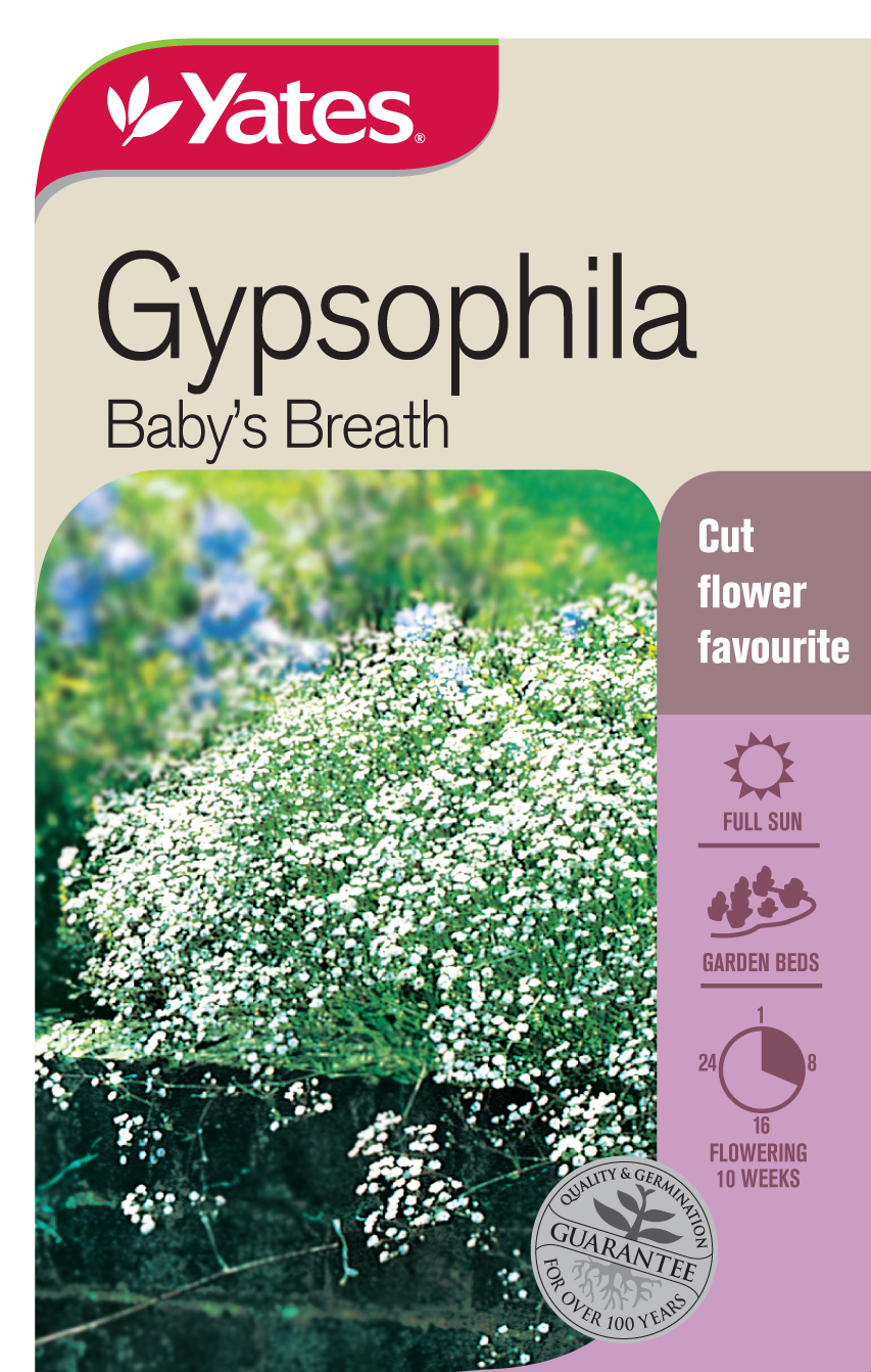 Gypsophila 'Baby's Breath'